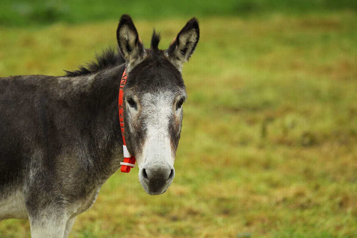 Echo | The Donkey Sanctuary Ireland