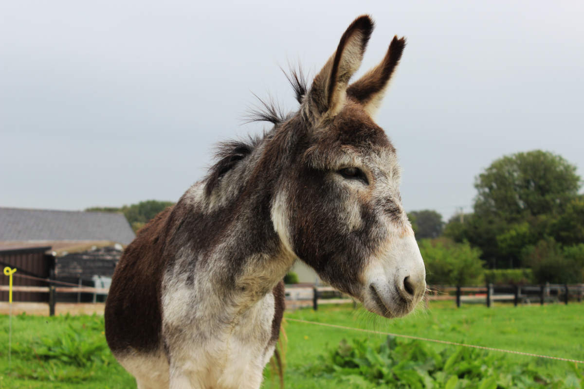 Jacksie | The Donkey Sanctuary Ireland