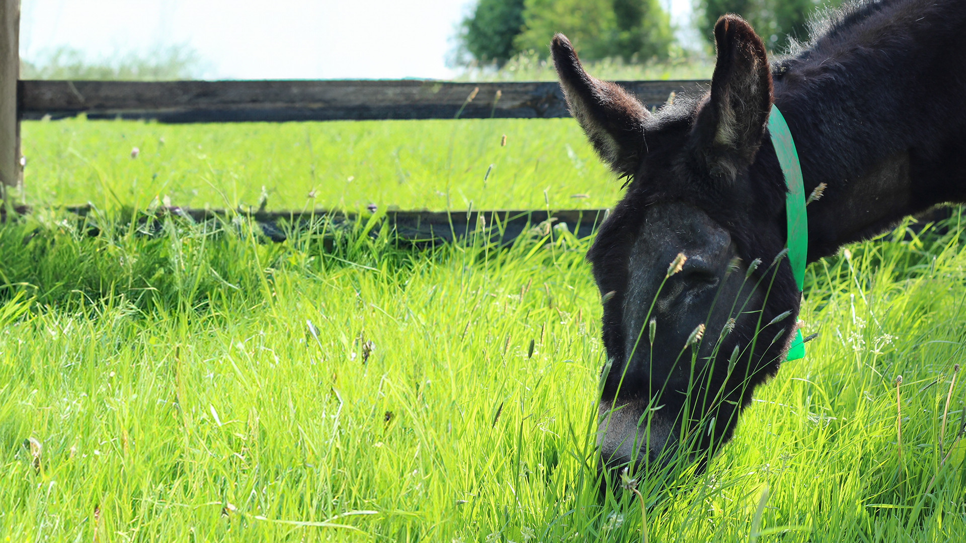 May the donkey following eye surgery