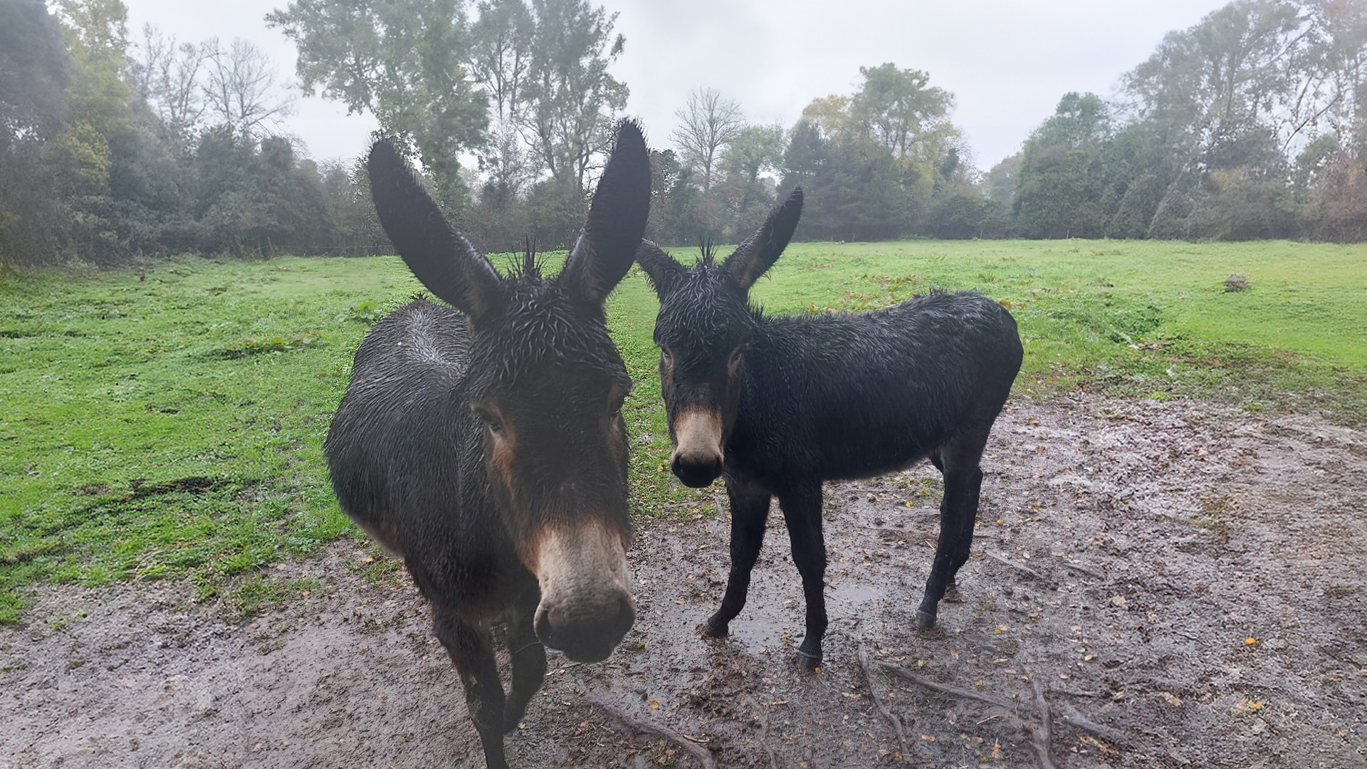 Betty and Bubbles wet and cold in a field