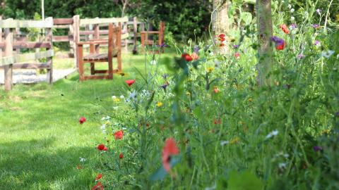 Wildflowers along edge of walkways at Open Farm