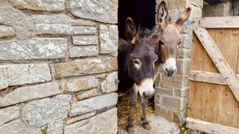 Hope and Mini standing in their shelter