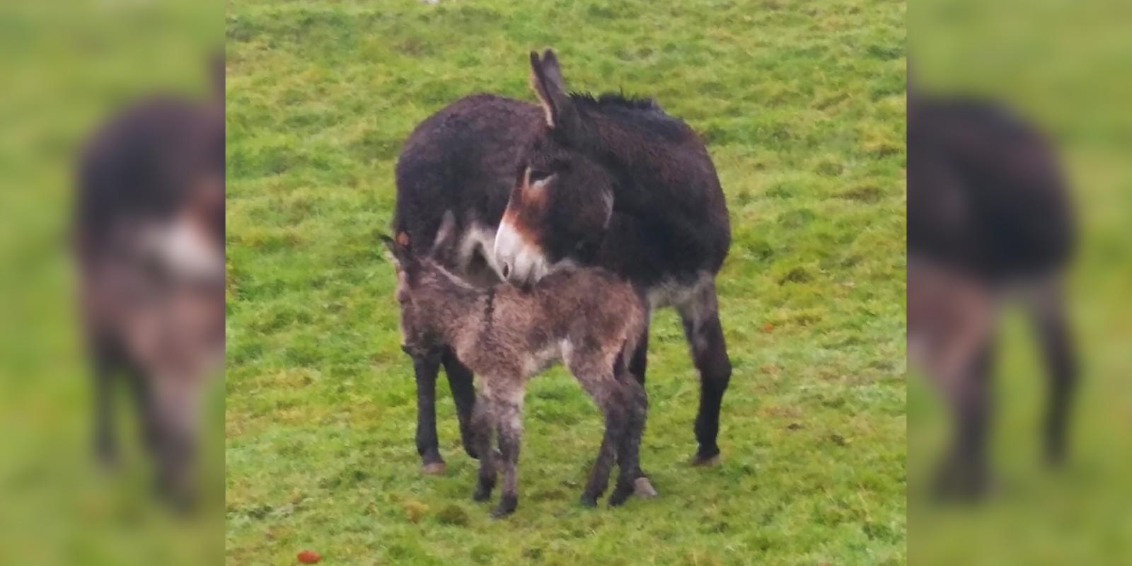 Rossie and her new-born foal