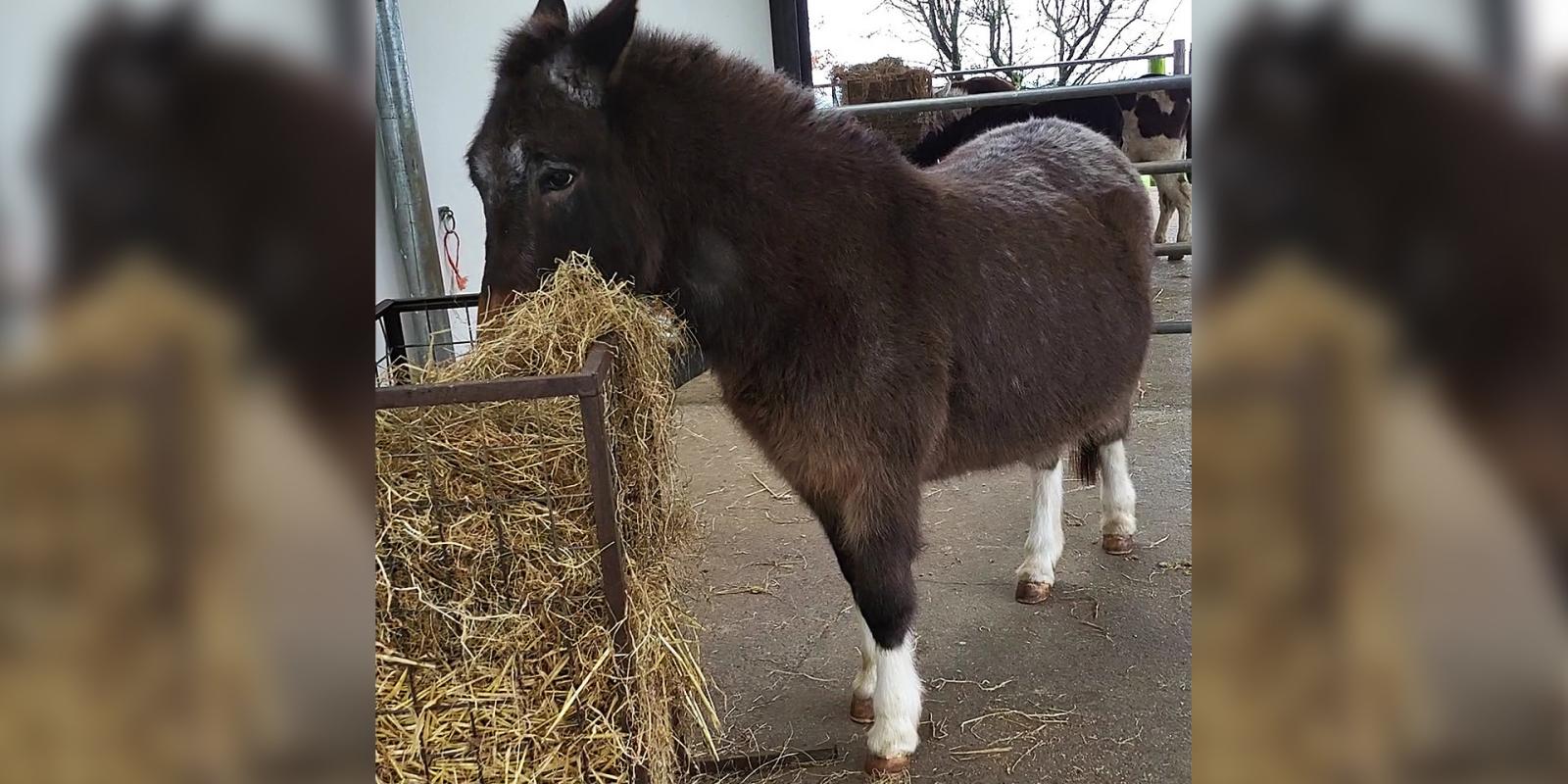 Maria the mule before her weight loss journey