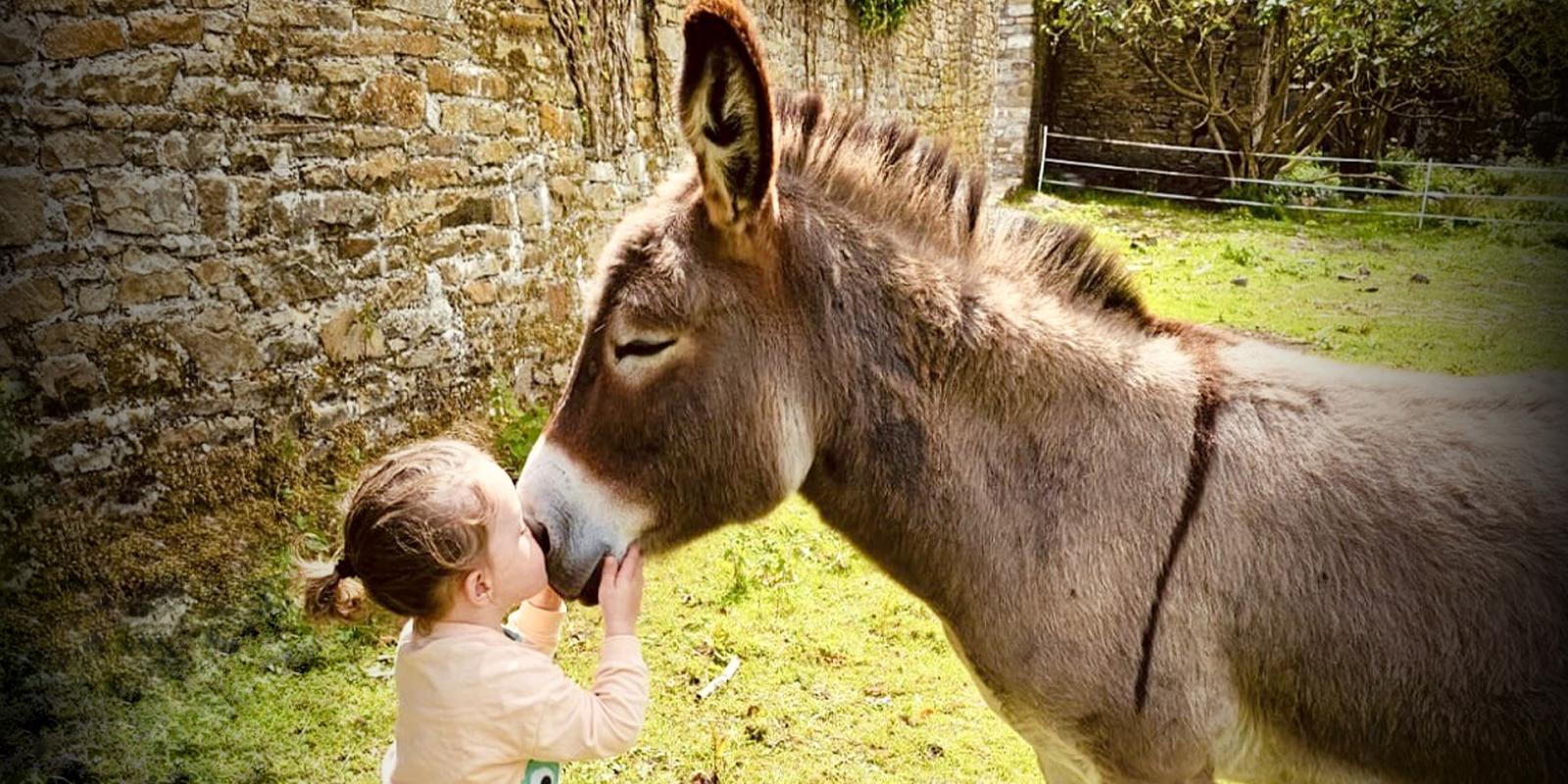 Young child kissing donkey on the nose