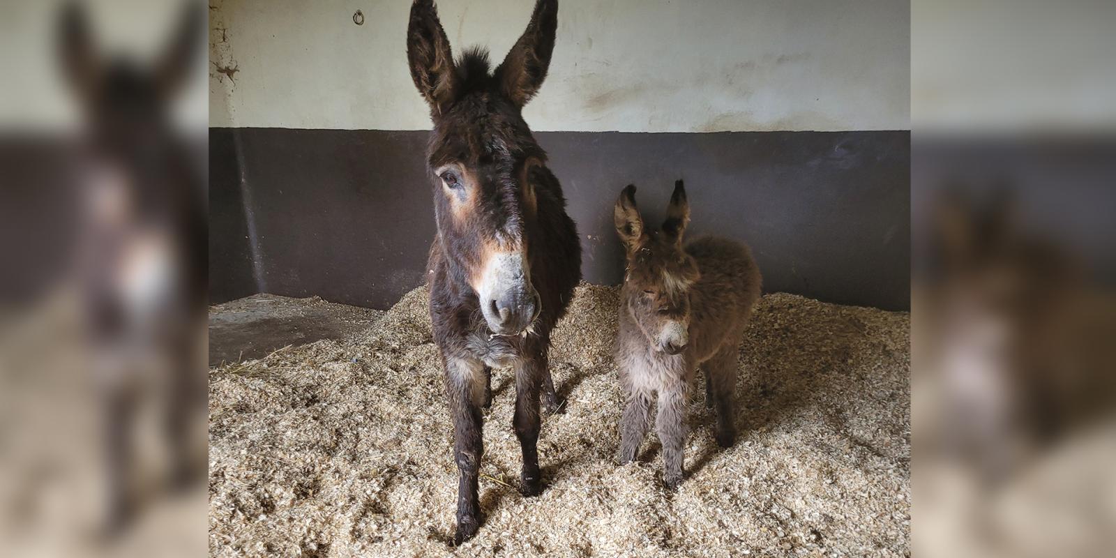 Sally and Sophie after arriving at ISPCA