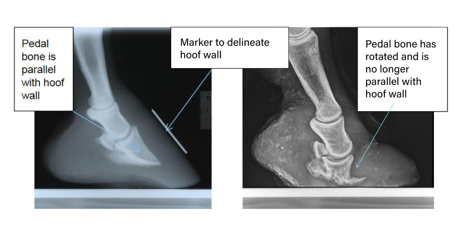 X-ray of Sally's hoof compared to healthy hoof