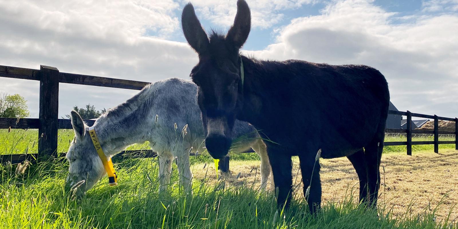 May with her companion Vivienne following surgery