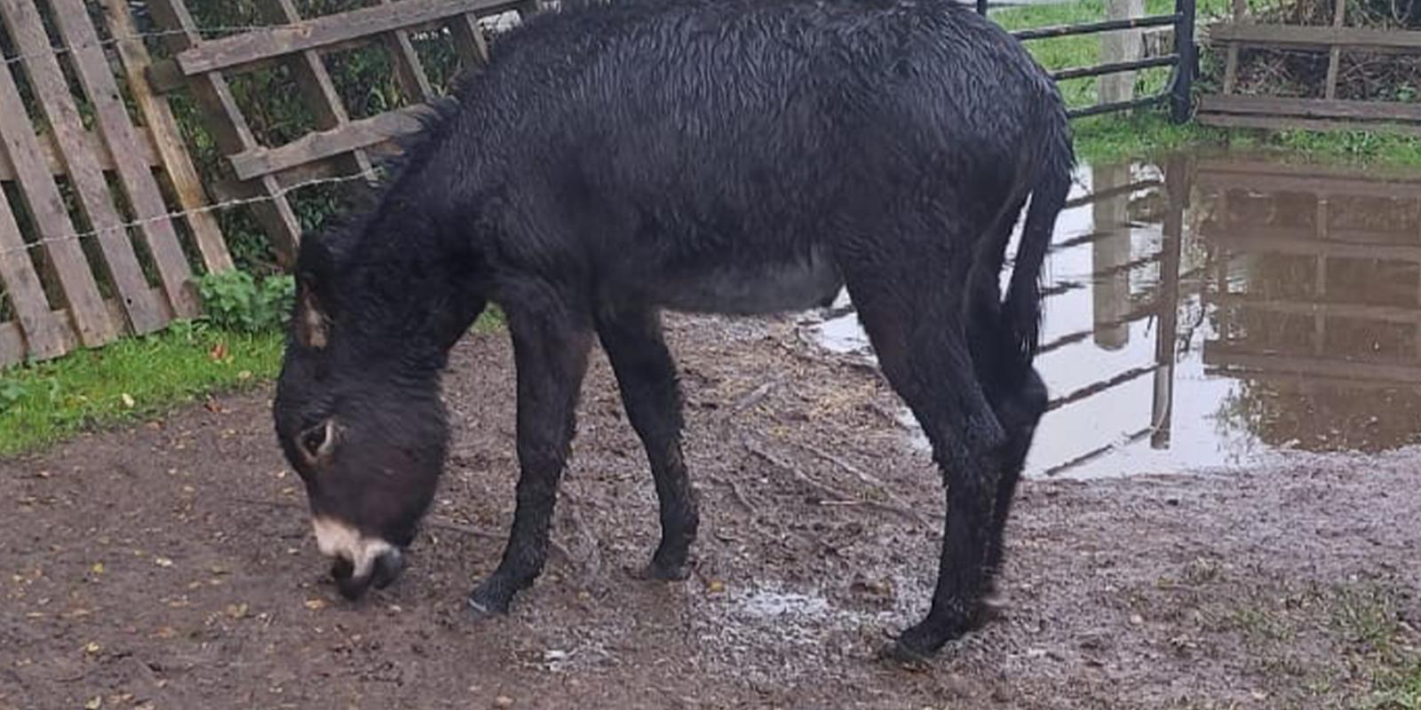 Bubbles standing in a wet and muddy field