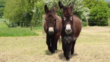 Muffin and Trinity at Flemming's Farm