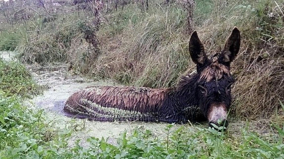 Adoption donkey Roma during her rescue from a bog