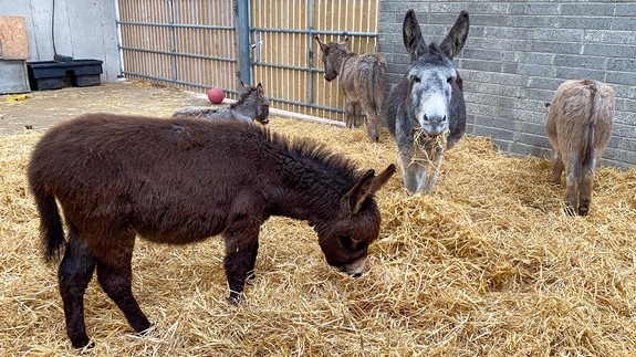 Dove watches over the four new foals, Milana, Tweety, Bluebird and Sora.