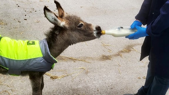 Milana was bottle fed by our team.