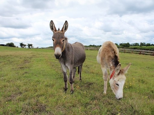 A brown donkey looking forwards with a lighter brown donkey on the right grazing