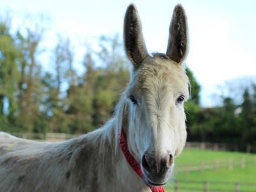 Adoption donkey Snowdrop