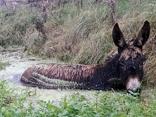 Adoption donkey Roma during her rescue from a bog