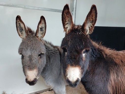 Archer and Zeke safe in donkey transporter.