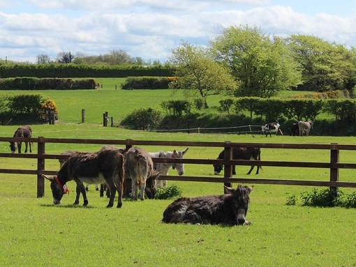 Donkeys in fields.