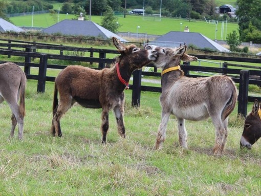 Donkeys playing in field.