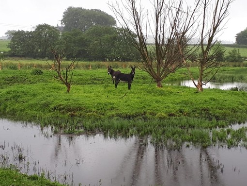 donkeys standing in flooded field.