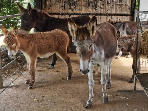 Group of donkeys rescued from Kenmare.