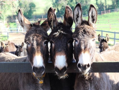 Three donkeys looking over fence.