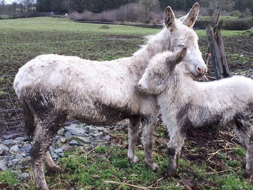 Snowdrop with his mum Snowflake in a muddy field