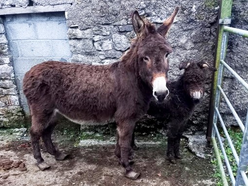 Solus and Mistletoe before being rescued.