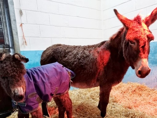 Solus and Mistletoe in our care.