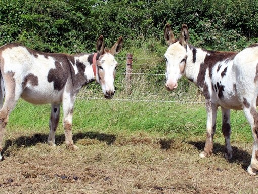 Two skewbald coloured donkeys.