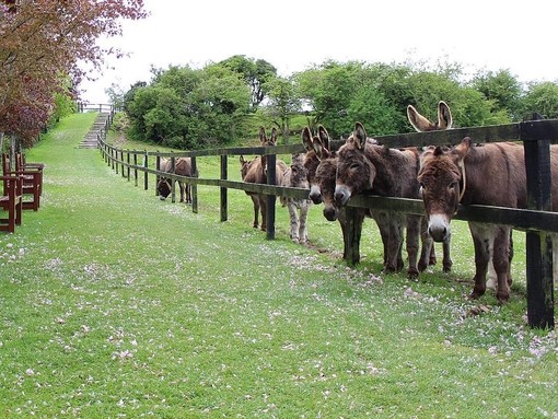 Donkeys at fence along walkway.