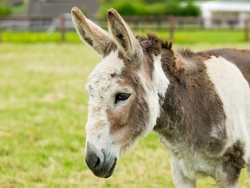 Adoption donkey Nollaig at our Open Farm.