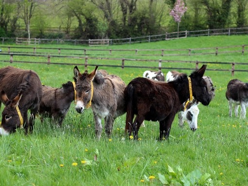 Group of donkeys standing in a field