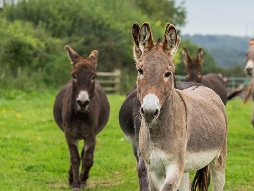 Herd of donkeys