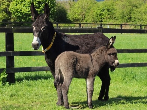 Honeybee and her foal Lockie