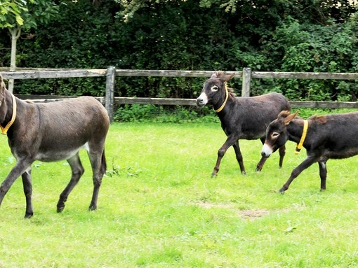 Mare and foals running around field