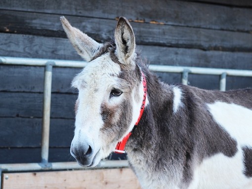 Adoption donkey Nollaig.