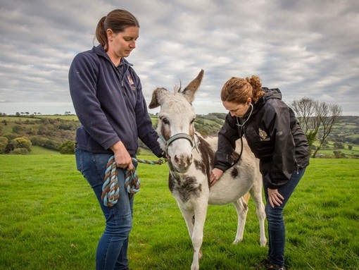 Vet checking a donkey in the field.