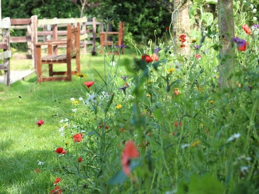 Wildflowers along edge of walkways at Open Farm.