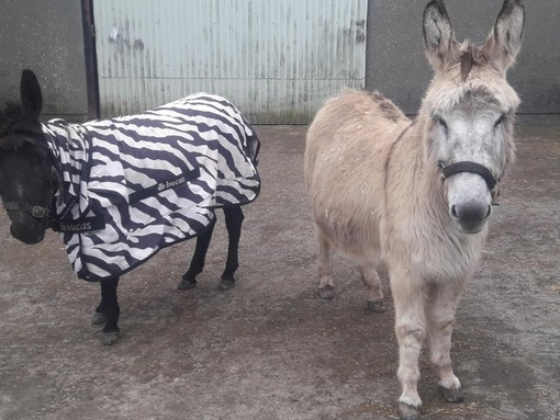 Two donkeys facing camera, one wearing a rug