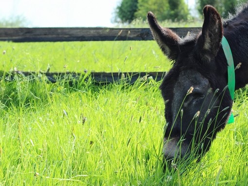 A dark brown donkey with one eye grazing in a field