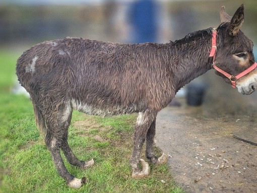 A skinny brown donkey with overgrown hooves