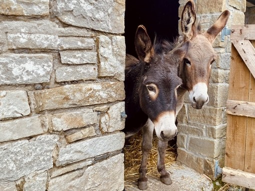 Two donkeys standing in the entrance of a stone shelter