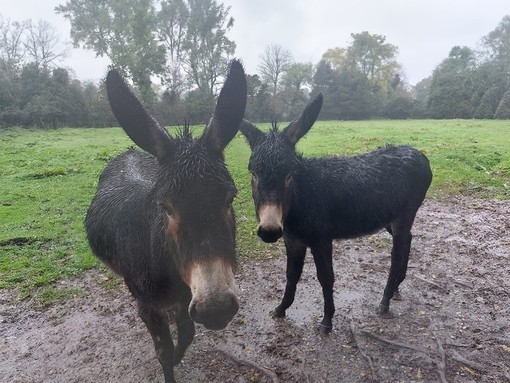 Two wet brown donkeys in a muddy field