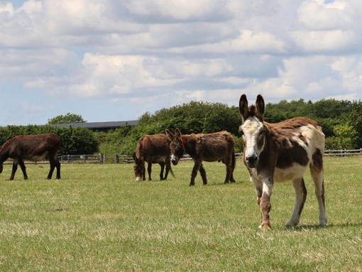 A herd of donkeys grazing in a field