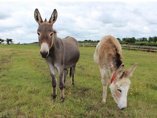 Pair of donkeys in field