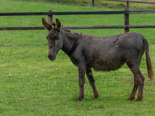 Adoption donkey Beauty