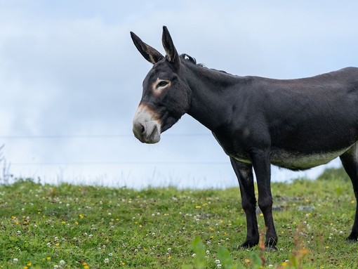 Adoption donkey Roma