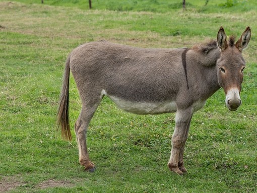 Adoption donkey Mary