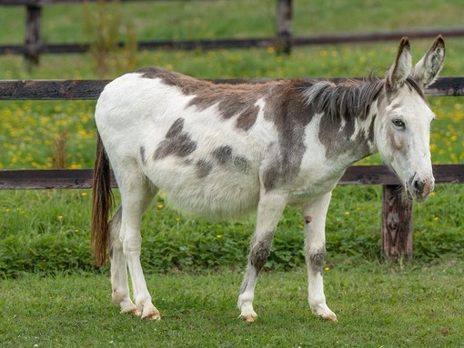 Adoption donkey Roisin